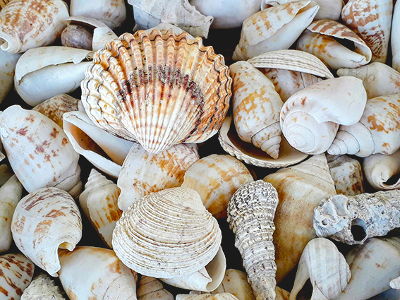 Ocean Decor Seashell