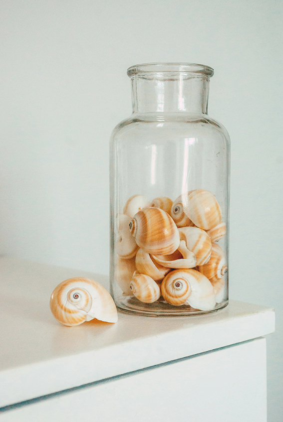 Ocean Still life Shell Art