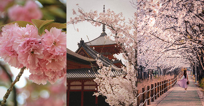 Dream travel to Japanese cherry trees blooming in Japan