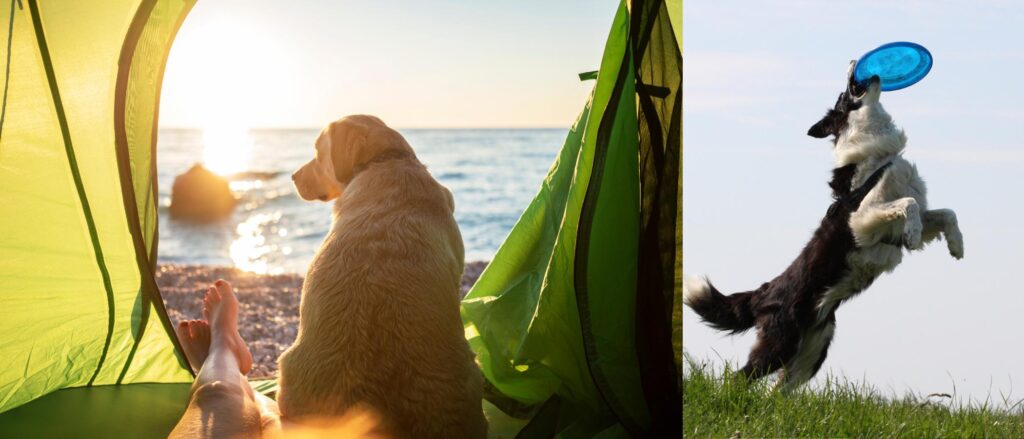 Boho travel adventures. Campervan & road trip dog essentials like water proof toys and sun-protexted dog tent for the beach.