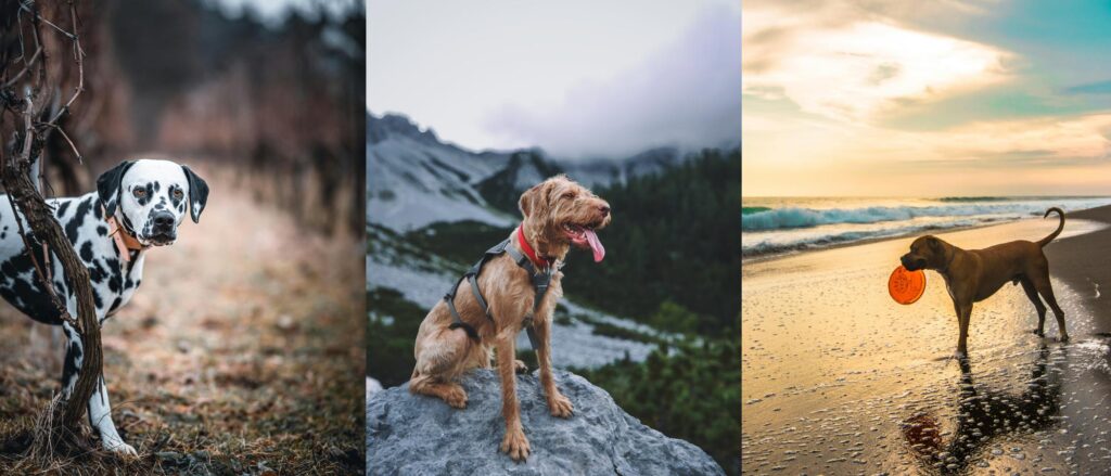 Dog friendly vacations with outdoor adventures, games and exercises