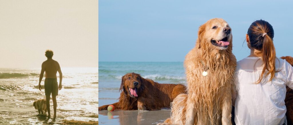 Dogs on vacation. Safety tips and heat awareness.