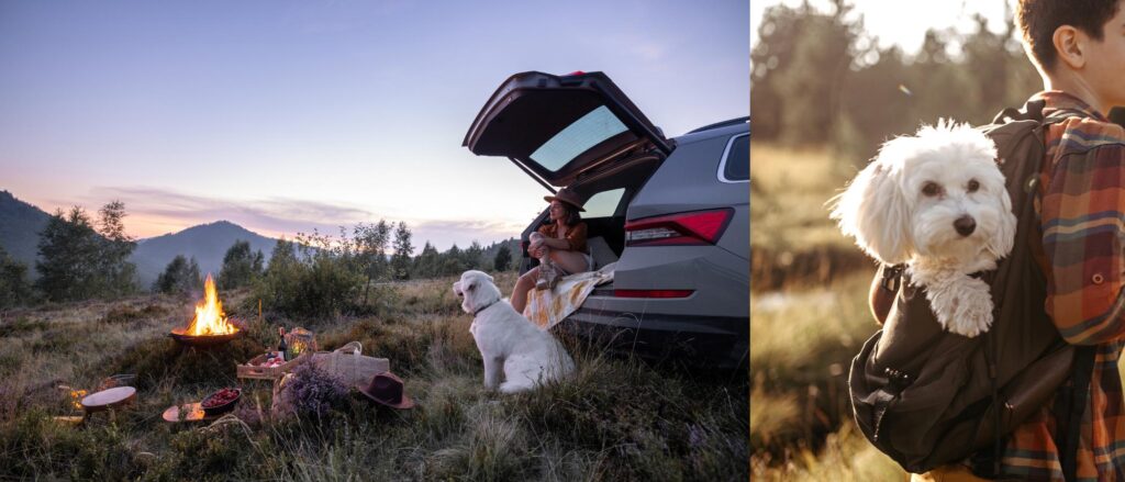 Practical hiking tips for dog friendly vacations. Like remember to rest and bring a dogs first aid kit and a dog carrier or sling.