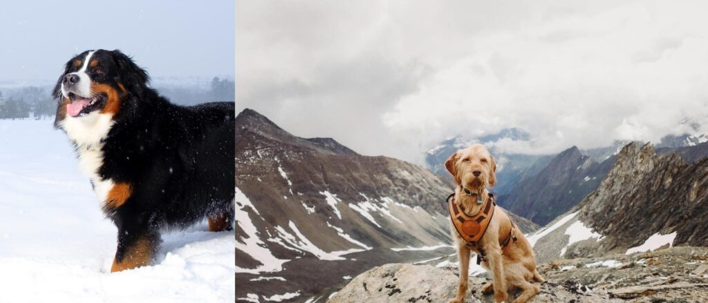 Snowy dog friendly vacations and winter adventures.