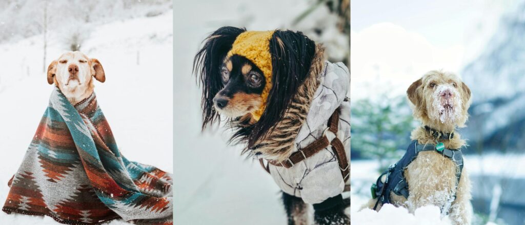 Snowy winter adventures and dog friendly vacations.